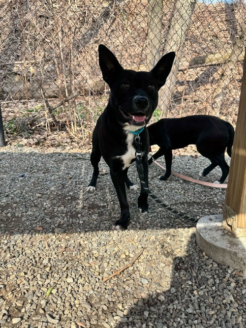 Mowgli