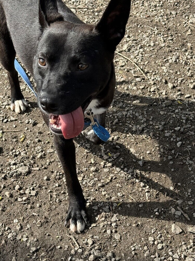 Mowgli