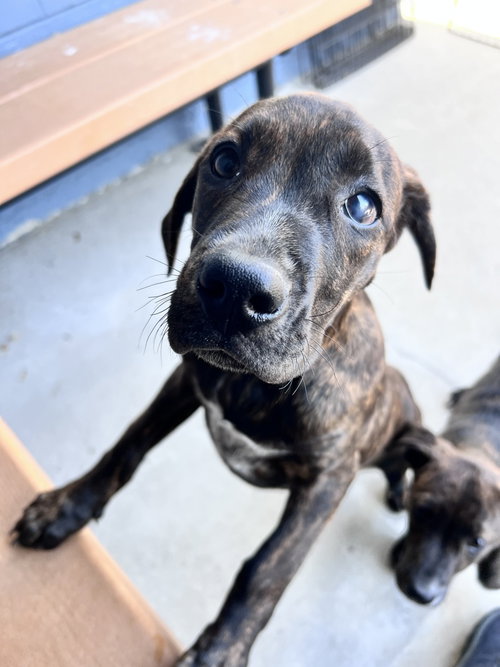 Fennel, an adoptable Hound in Elmsford, NY