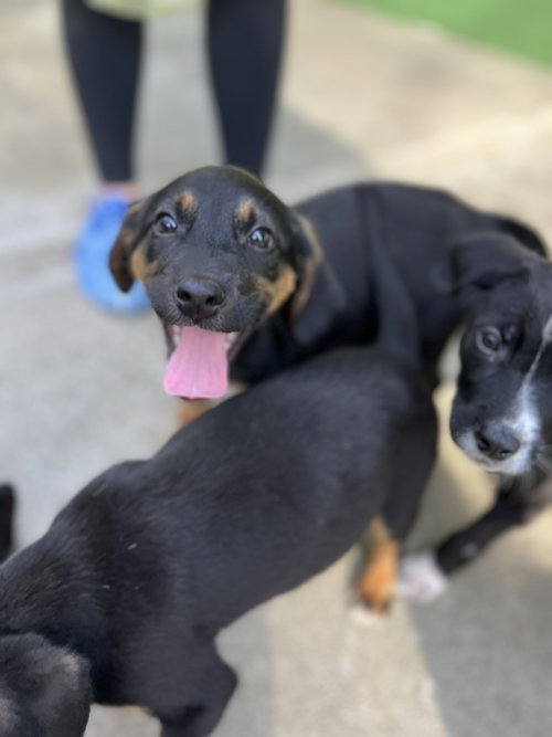 Swordfish - available for foster to adopt, an adoptable Labrador Retriever in Elmsford, NY