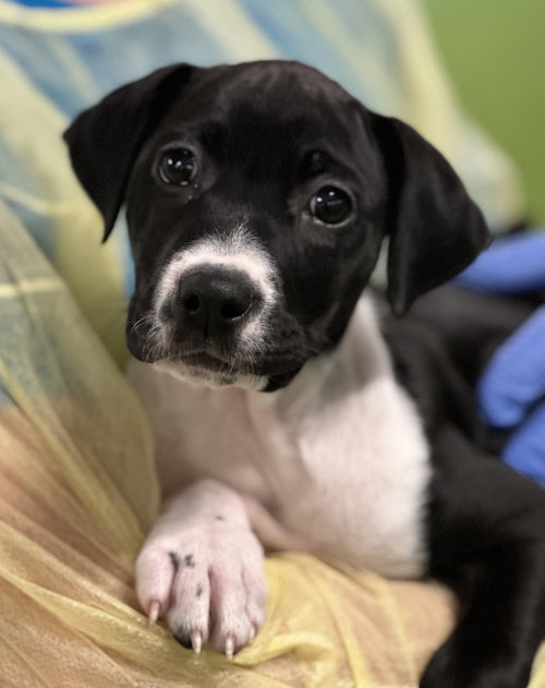 May - available for foster to adopt, an adoptable Unknown breed in Elmsford, NY