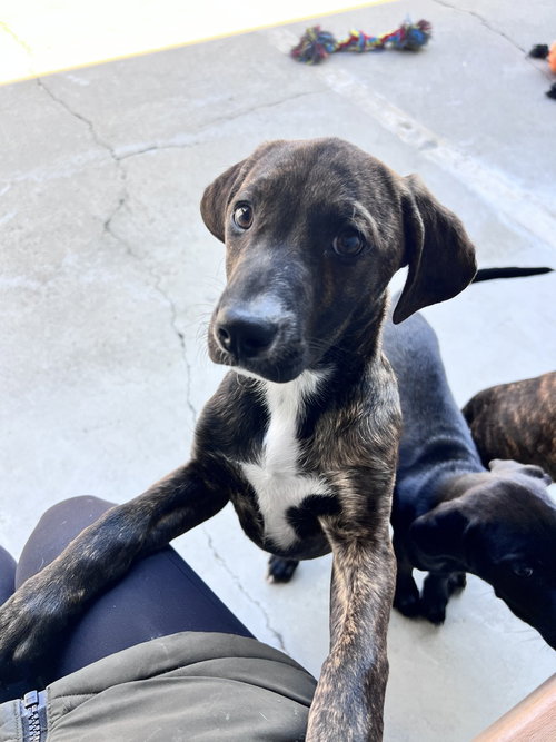 Sorrel — Hound
