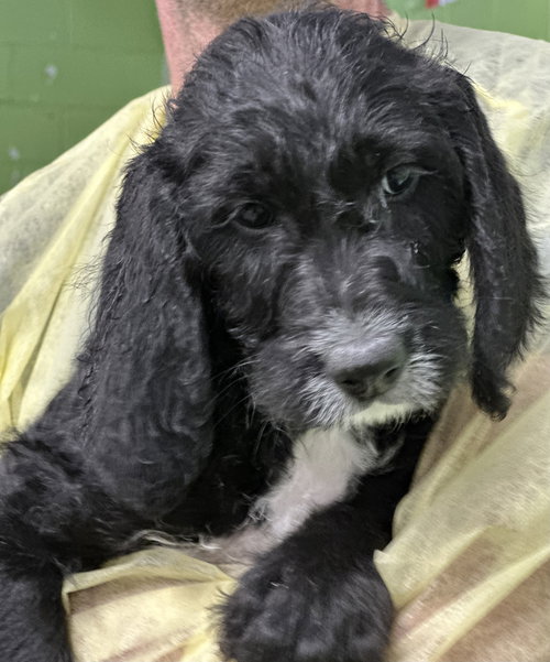 Cordelia - available for foster to adopt, an adoptable Hound in Elmsford, NY