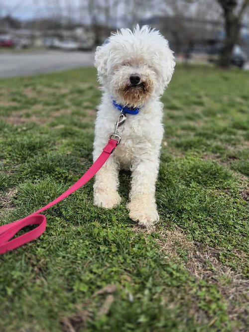 Rollie - available for foster, an adoptable Poodle in Elmsford, NY