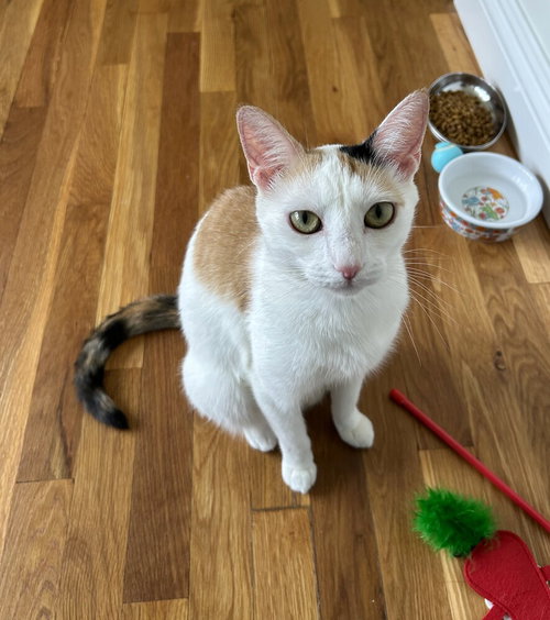 Heather, Young Domestic Short Hair / Mixed, cat for adoption in Clifton, New Jersey