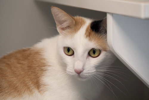 Heather, Young Domestic Short Hair / Mixed, cat for adoption in New Rochelle, New York