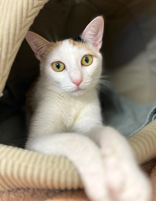 Heather, Young Domestic Short Hair / Mixed, cat for adoption in New Rochelle, New York