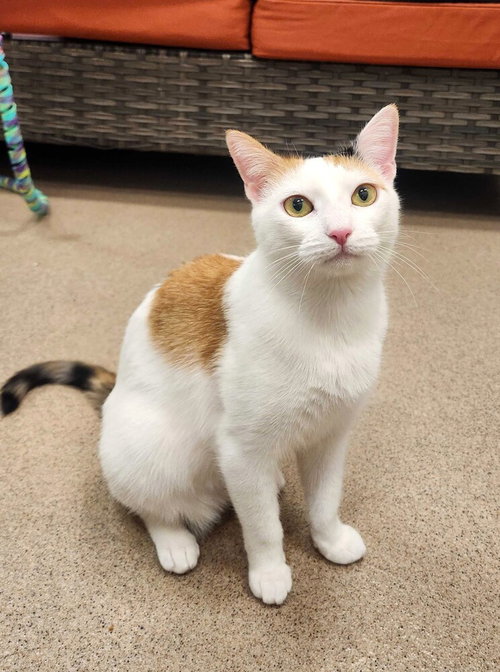 Heather, Young Domestic Short Hair / Mixed, cat for adoption in West Haven, Connecticut