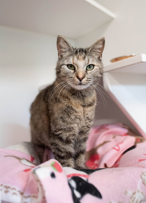 Lucky, Adult Domestic Short Hair / Mixed, cat for adoption in Clifton, New Jersey