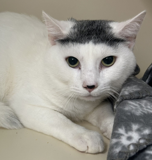 Russell, Adult Domestic Short Hair / Mixed, cat for adoption in Clifton, New Jersey