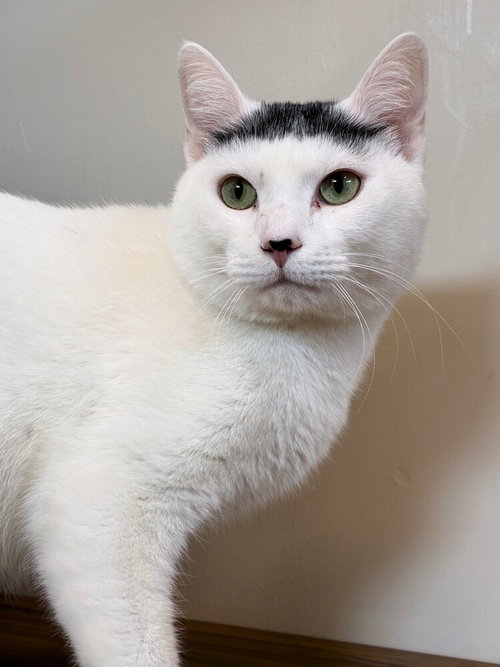 RUSSELL - Domestic Short Hair available for adoption