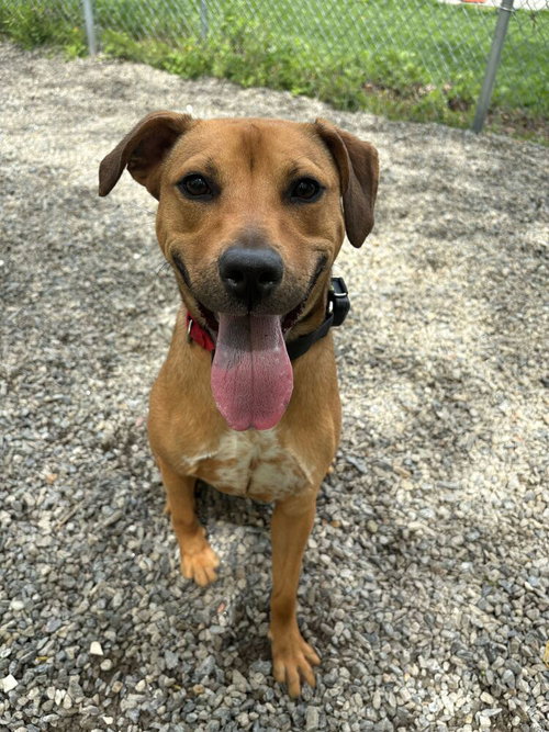 BAMBI - Unknown available for adoption