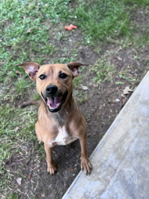 BAMBI - Unknown available for adoption