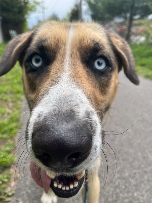 CAIN - Husky / Shepherd available for adoption
