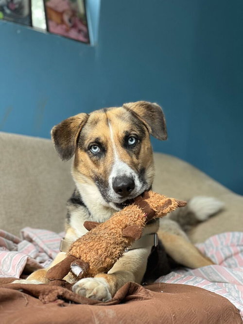 Cain, an adoptable Husky in Elmsford, NY