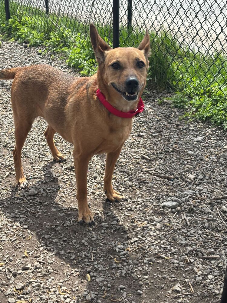 Roxy Roo Image