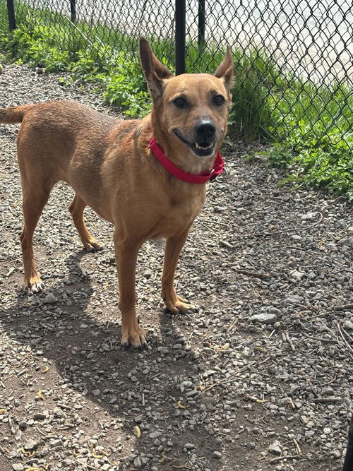 ROXY ROO - Terrier available for adoption