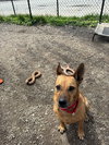 Roxy Roo - Photo 2