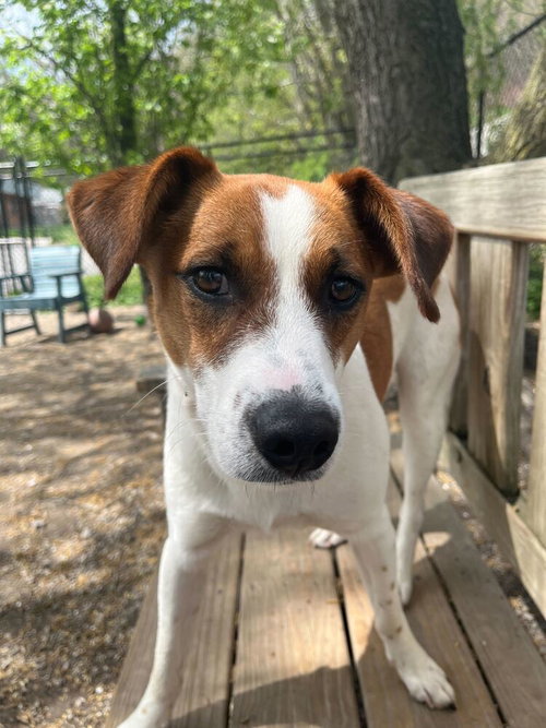 MASON - Hound / Terrier available for adoption
