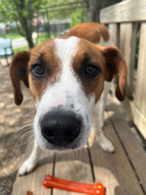 MASON - Hound / Terrier available for adoption