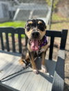 Trixie - Photo 1