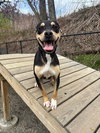 Trixie - Photo 2