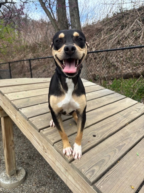 TRIXIE - Miniature Pinscher available for adoption