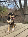 Trixie - Photo 3