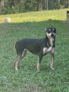Trixie - Photo 4