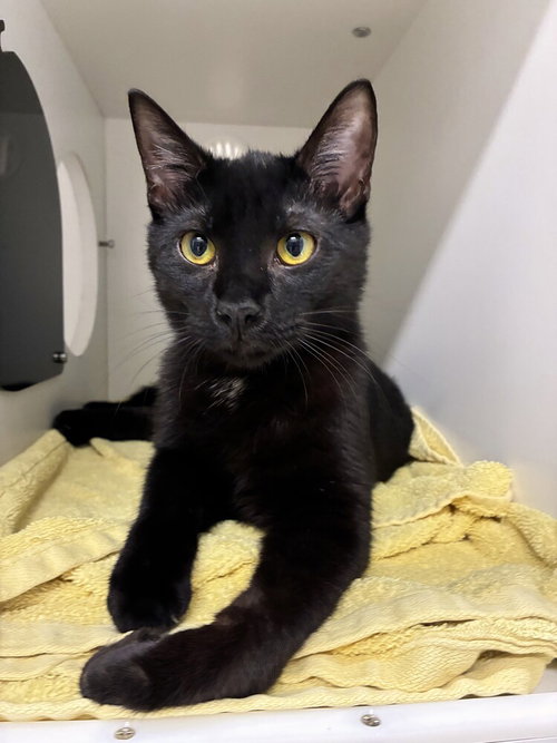 Bo, Adult Domestic Short Hair / Mixed, cat for adoption in Clifton, New Jersey