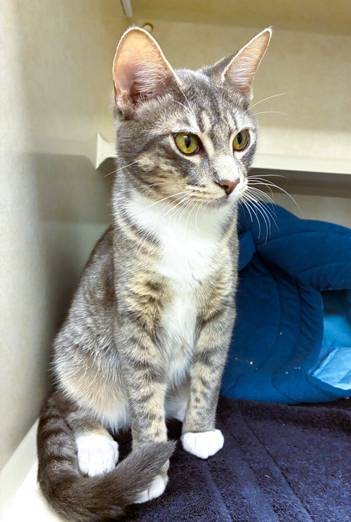 Peter, Baby Domestic Short Hair / Mixed, cat for adoption in Clifton, New Jersey