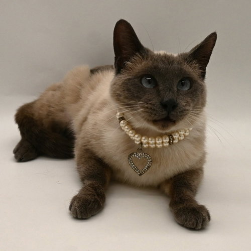 Sonni, Adult Domestic Short Hair / Siamese / Mixed, cat for adoption in Clifton, New Jersey