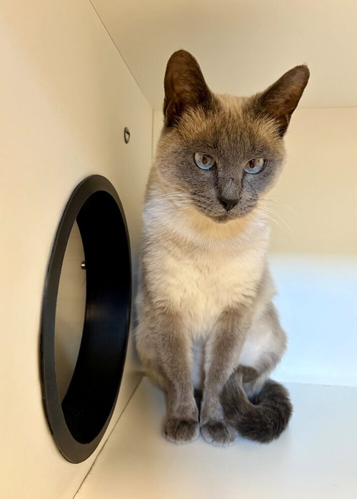Sonni, Adult Domestic Short Hair / Siamese / Mixed, cat for adoption in Kearny, New Jersey