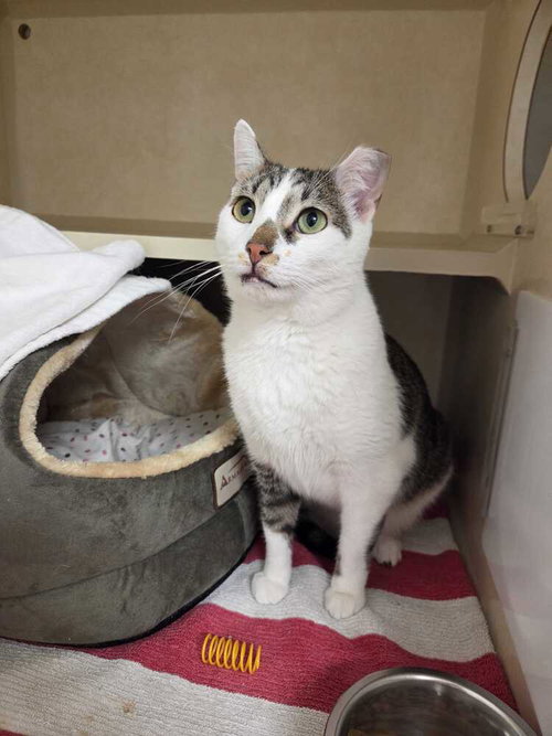 Kitaro, Domestic Short Hair / Mixed, cat for adoption in Clifton, New Jersey