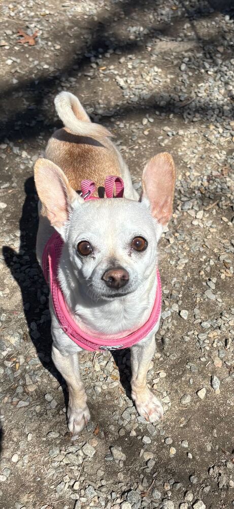 Moon Baby, an adoptable Chihuahua in Elmsford, NY