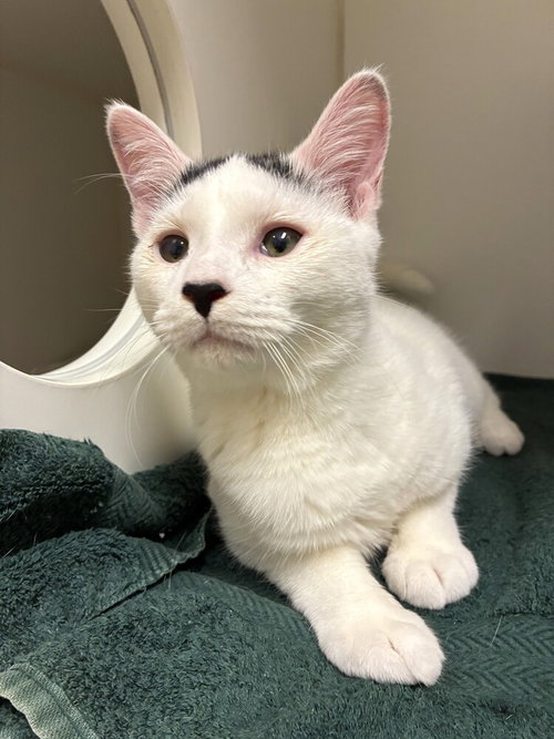 Cadbury, Young Domestic Short Hair / Mixed, cat for adoption in Clifton, New Jersey