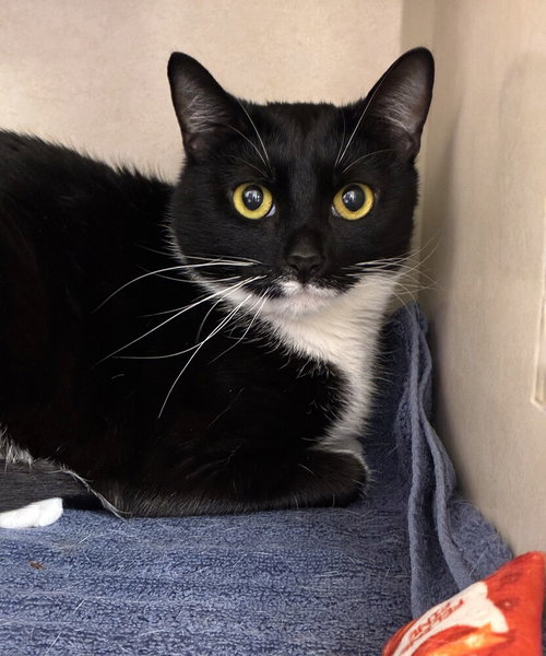 Oreo, Adult Domestic Short Hair / Mixed, cat for adoption in Clifton, New Jersey