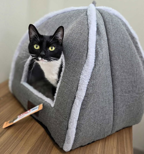 Oreo, Adult Domestic Short Hair / Mixed, cat for adoption in Kearny, New Jersey