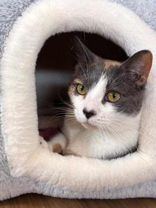 Shadow, Adult Domestic Short Hair / Mixed, cat for adoption in Clifton, New Jersey