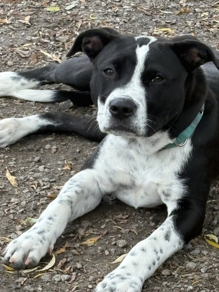 Yin, dog