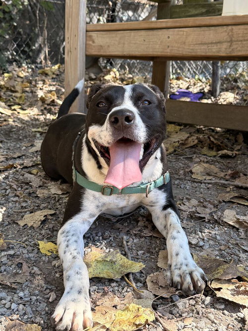 Yin, Unknown breed / mixed