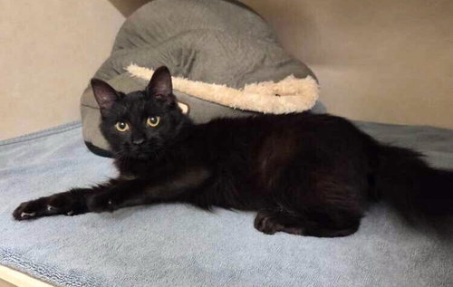 Asher Available 4/23, Baby Domestic Long Hair / Mixed, cat for adoption in Clifton, New Jersey