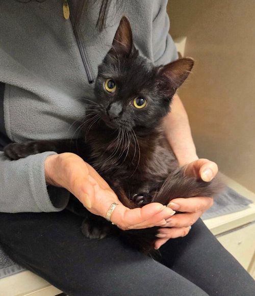 Asher - available 4/23, Baby Domestic Long Hair / Mixed, cat for adoption in Kearny, New Jersey