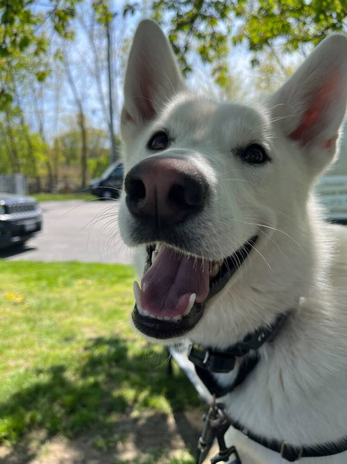 Snowy, an adoptable Husky in Elmsford, NY