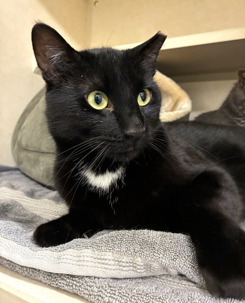 Sleepy -  available 4/22, Adult Domestic Short Hair / Mixed, cat for adoption in Clifton, New Jersey