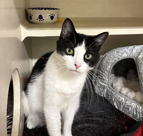 Abigail - available 4/22, Domestic Short Hair / Mixed, cat for adoption in Kearny, New Jersey