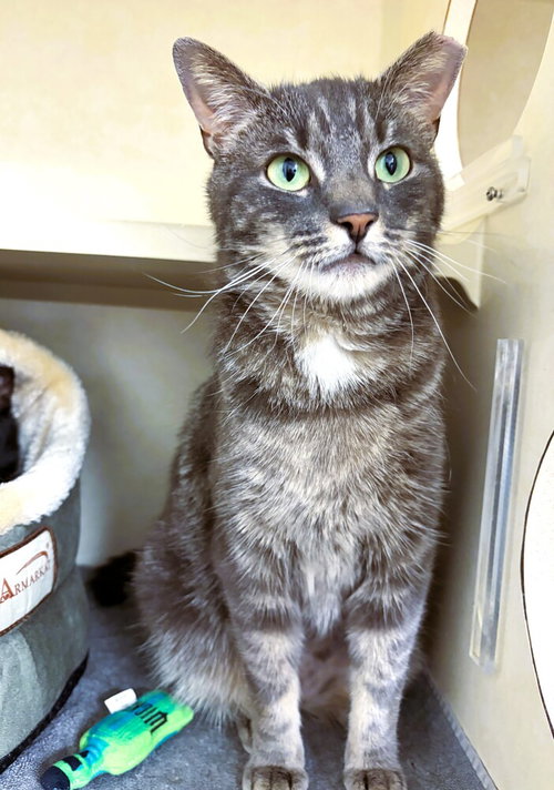Bashful, Adult Domestic Short Hair / Mixed, cat for adoption in New Rochelle, New York