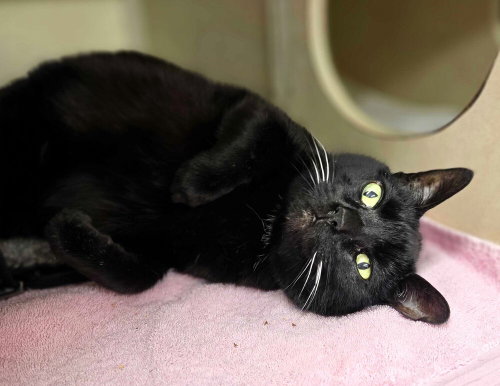 Catherine O'Hara, Senior Domestic Short Hair / Mixed, cat for adoption in New Rochelle, New York