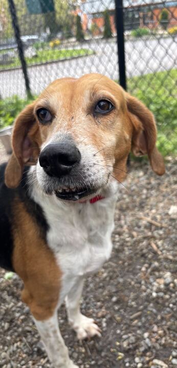 Lego, an adoptable Beagle in Elmsford, NY