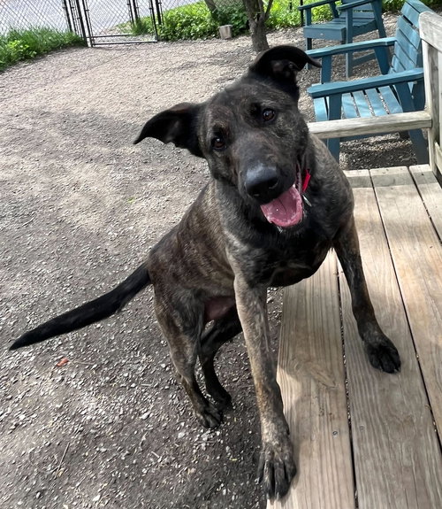 Maleficent, an adoptable Shepherd in Elmsford, NY